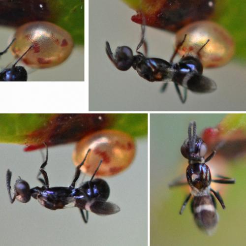 Réf. 275 288 : Anastatus bifasciatus